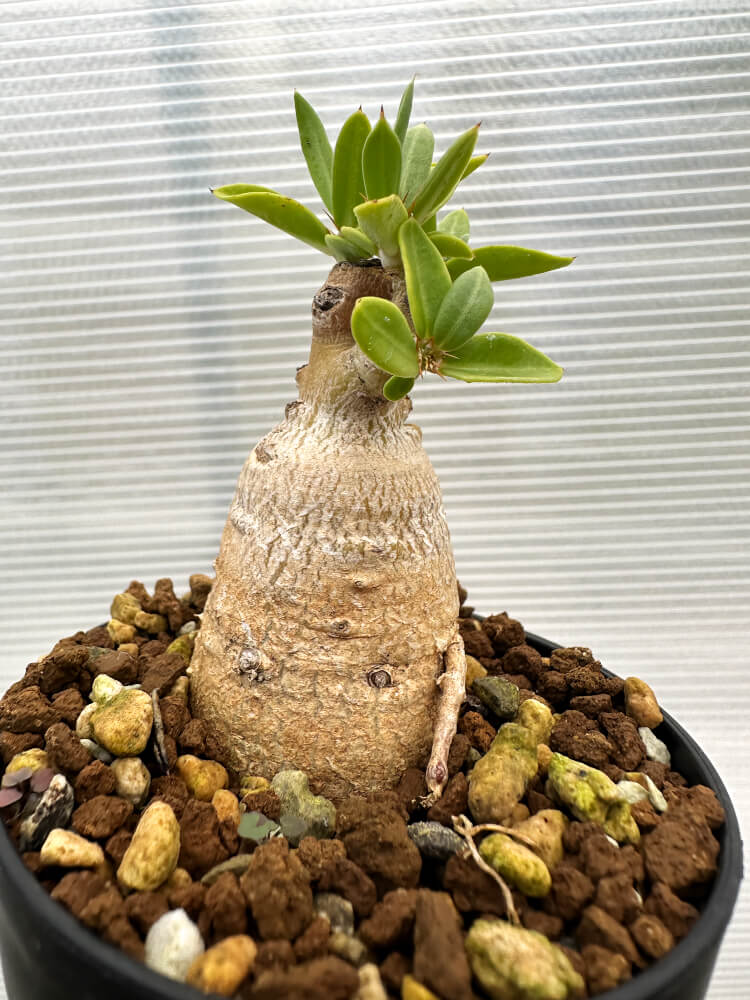 【現品限り】パキポディウム・ビスピノーサム【R10】 Pachypodium bispinosum