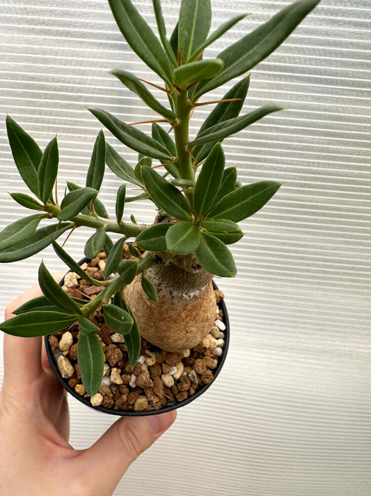 【現品限り】パキポディウム・ビスピノーサム【R12】 Pachypodium bispinosum