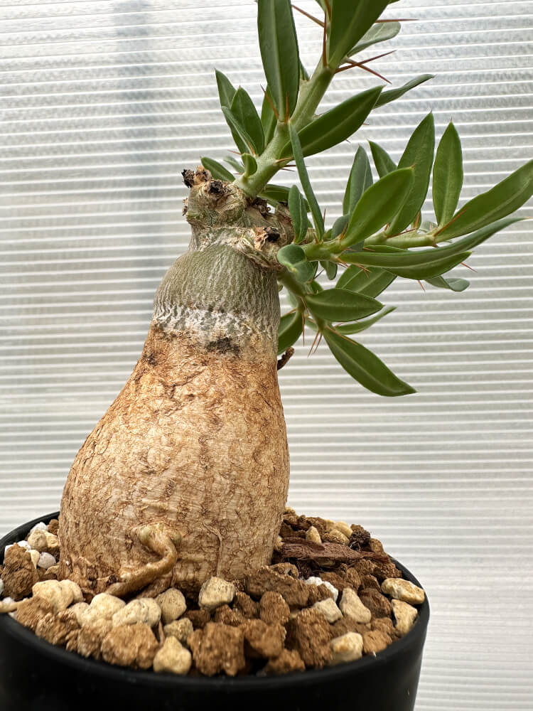【現品限り】パキポディウム・ビスピノーサム【R12】 Pachypodium bispinosum