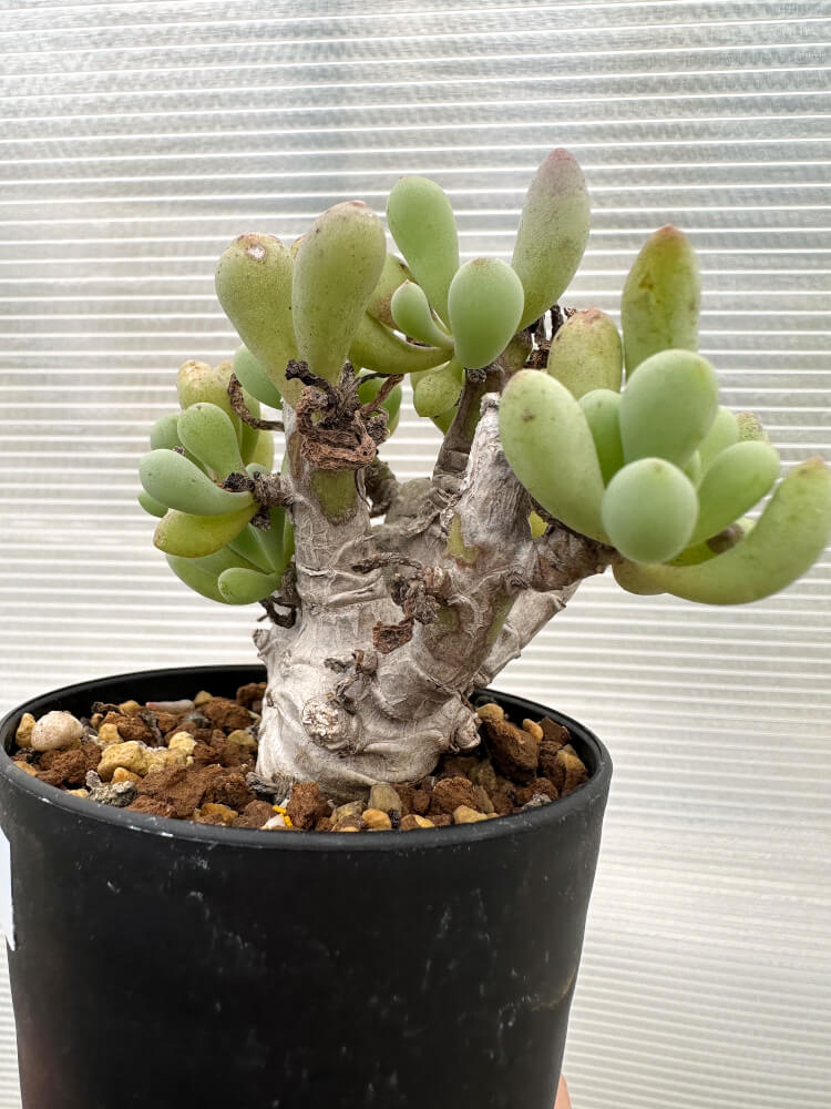 【現品限り】オトンナ・クラビフォリア【R13】 Othonna clavifolia