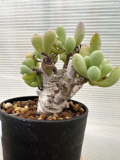 【現品限り】オトンナ・クラビフォリア【R13】 Othonna clavifolia