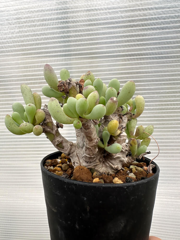 【現品限り】オトンナ・クラビフォリア【R13】 Othonna clavifolia