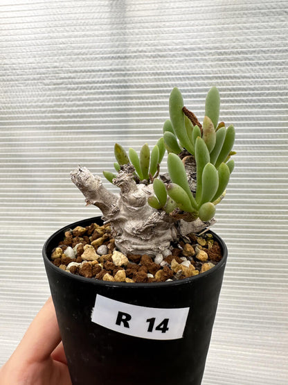 【現品限り】オトンナ・クラビフォリア【R14】 Othonna clavifolia