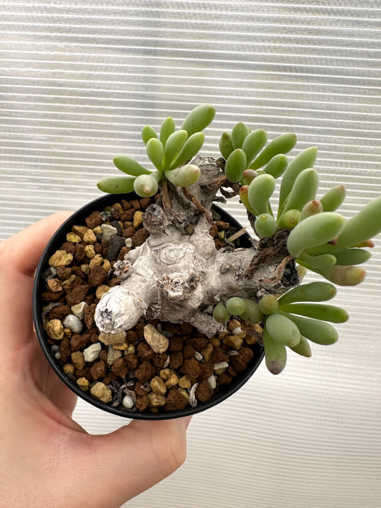 【現品限り】オトンナ・クラビフォリア【R14】 Othonna clavifolia