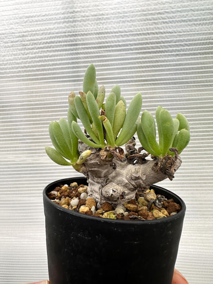 【現品限り】オトンナ・クラビフォリア【R14】 Othonna clavifolia