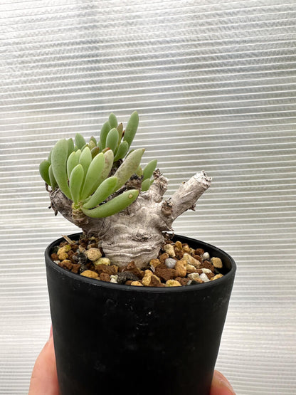 【現品限り】オトンナ・クラビフォリア【R14】 Othonna clavifolia