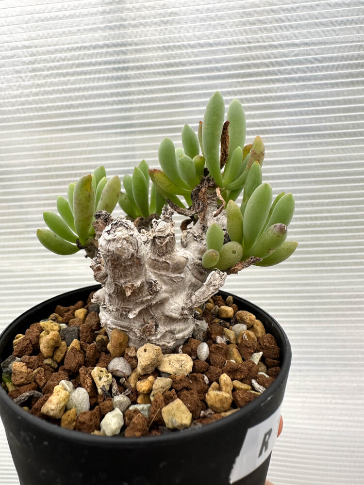 【現品限り】オトンナ・クラビフォリア【R14】 Othonna clavifolia