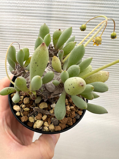 【現品限り】オトンナ・クラビフォリア【R15】 Othonna clavifolia