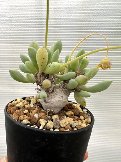 【現品限り】オトンナ・クラビフォリア【R15】 Othonna clavifolia