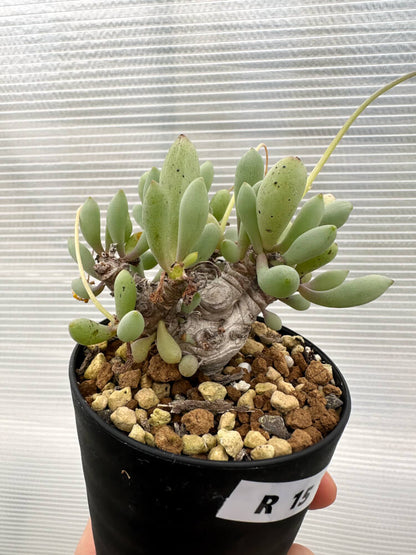 【現品限り】オトンナ・クラビフォリア【R15】 Othonna clavifolia