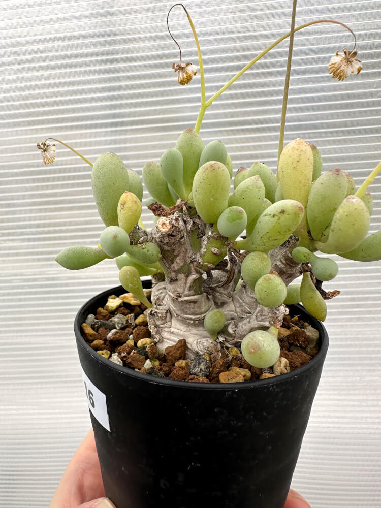 【現品限り】オトンナ・クラビフォリア【R16】 Othonna clavifolia