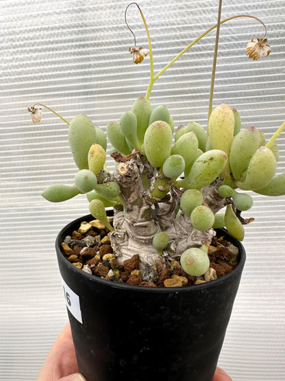 【現品限り】オトンナ・クラビフォリア【R16】 Othonna clavifolia