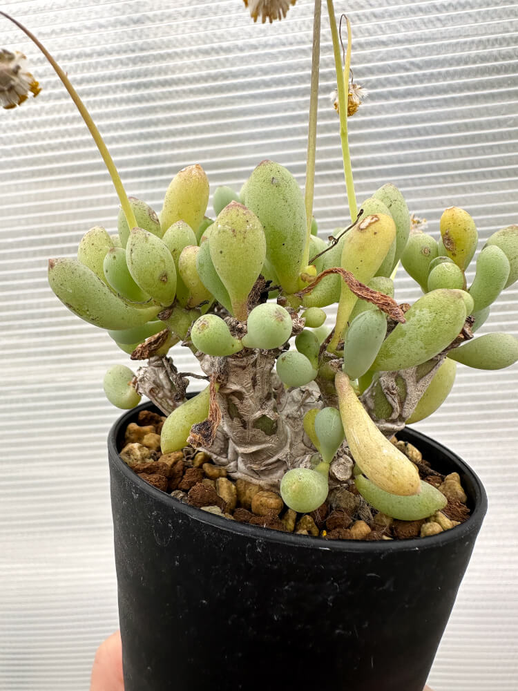 【現品限り】オトンナ・クラビフォリア【R16】 Othonna clavifolia