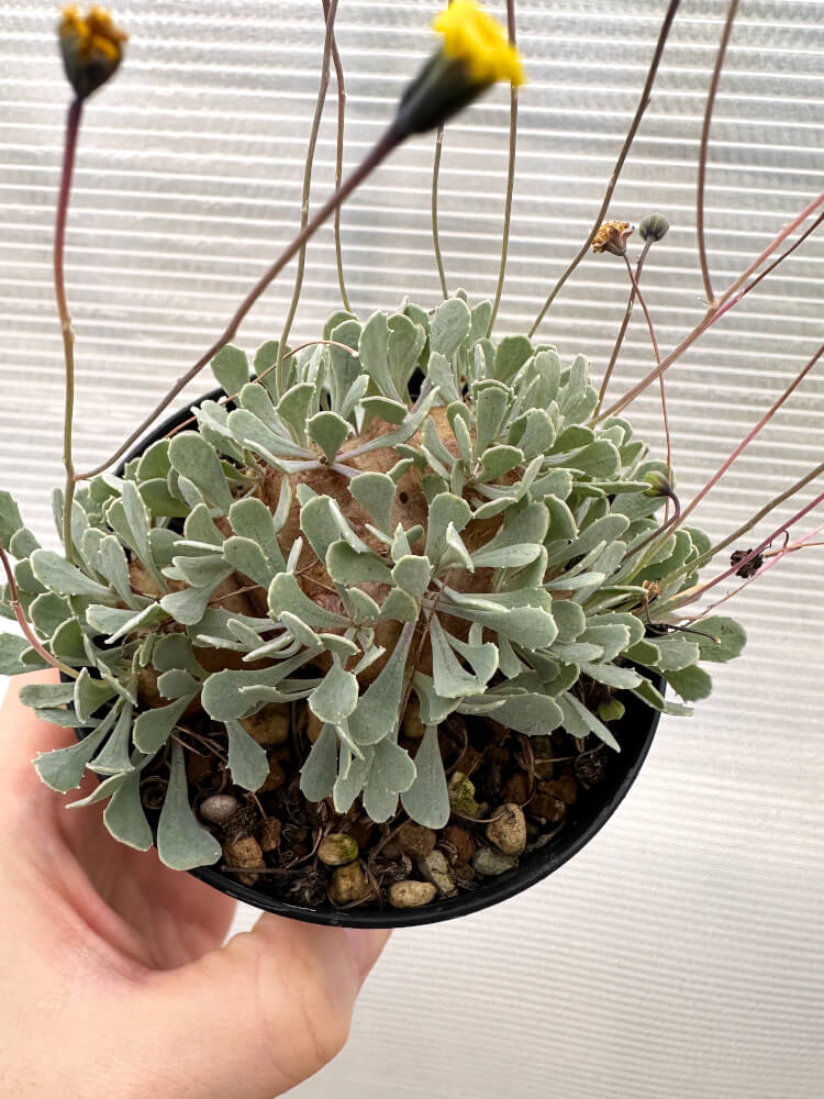 【現品限り】オトンナ・カカリオイデス 大株 実生【R17】 Othonna cacalioides