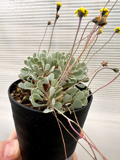 【現品限り】オトンナ・カカリオイデス 大株 実生【R17】 Othonna cacalioides