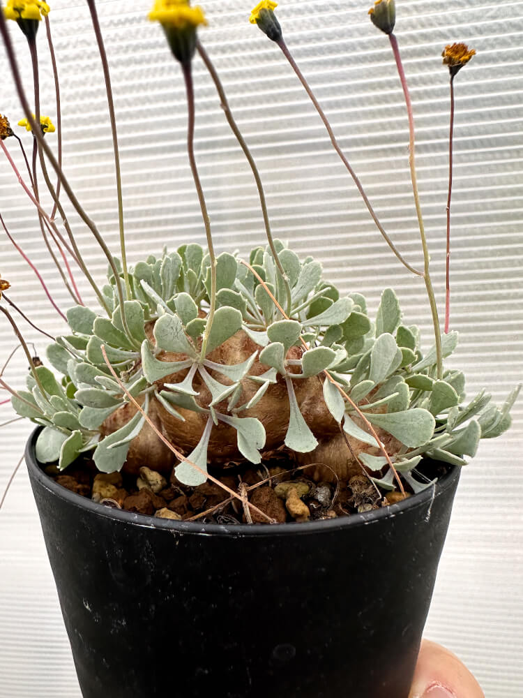 【現品限り】オトンナ・カカリオイデス 大株 実生【R17】 Othonna cacalioides