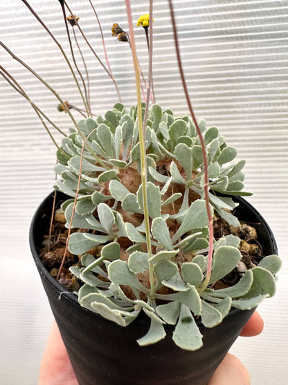 【現品限り】オトンナ・カカリオイデス 大株 実生【R17】 Othonna cacalioides