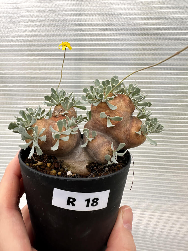 【現品限り】オトンナ・カカリオイデス 大株 現地株 発根済み【R18】 Othonna cacalioides