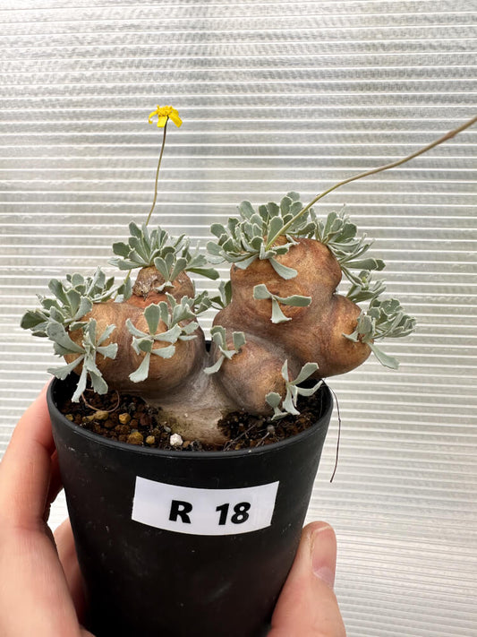 【現品限り】オトンナ・カカリオイデス 大株 現地株 発根済み【R18】 Othonna cacalioides
