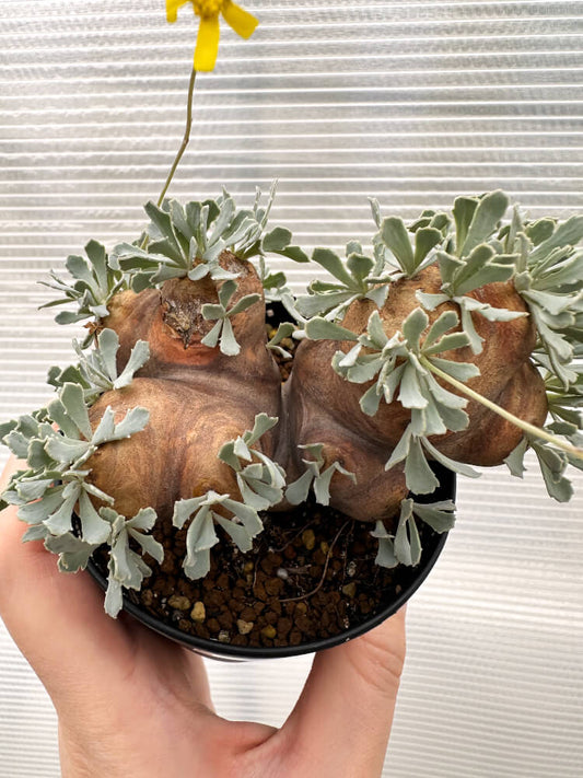 【現品限り】オトンナ・カカリオイデス 大株 現地株 発根済み【R18】 Othonna cacalioides