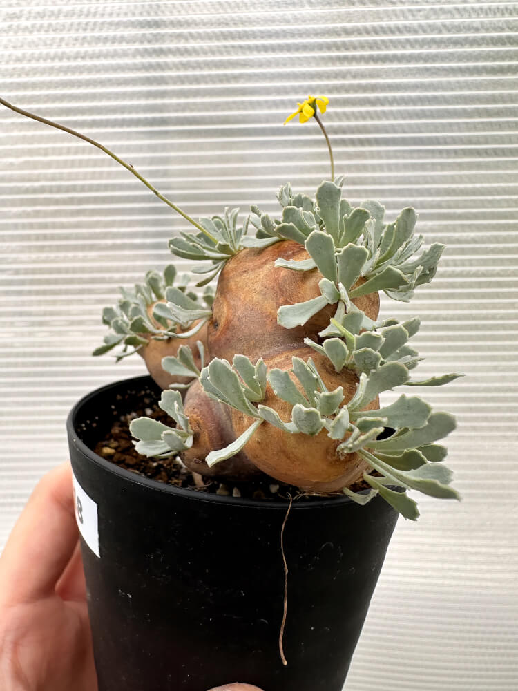 【現品限り】オトンナ・カカリオイデス 大株 現地株 発根済み【R18】 Othonna cacalioides