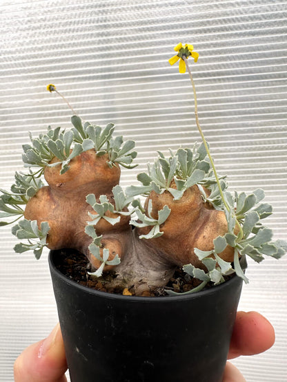 【現品限り】オトンナ・カカリオイデス 大株 現地株 発根済み【R18】 Othonna cacalioides