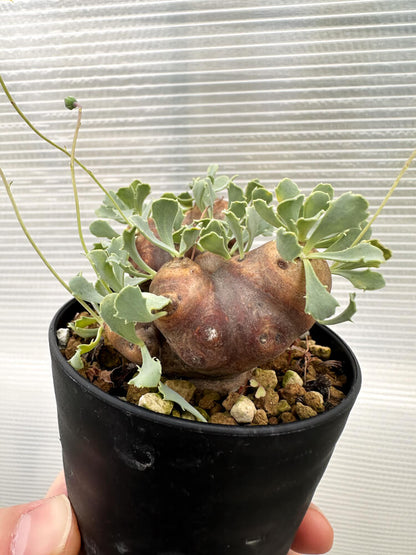 【現品限り】オトンナ・カカリオイデス 大株 現地株 発根済み【R19】 Othonna cacalioides