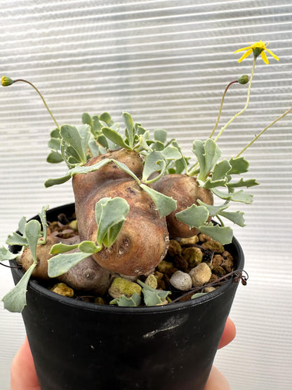 【現品限り】オトンナ・カカリオイデス 大株 現地株 発根済み【R19】 Othonna cacalioides