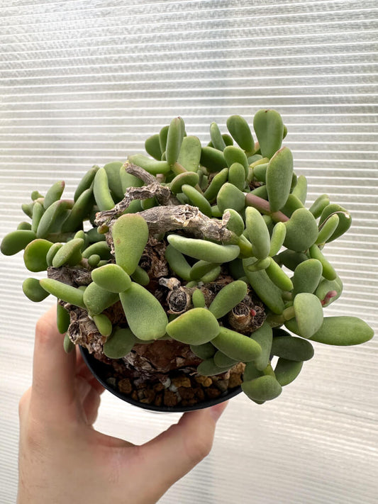 【現品限り】ケラリア・ピグマエア 現地株【R1】 Ceraria pygmaea