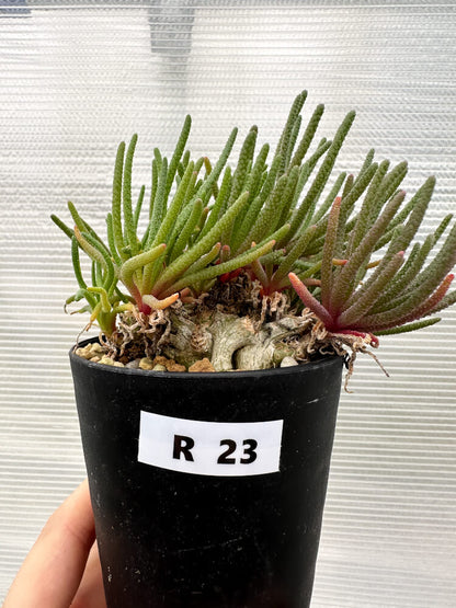 【現品限り】フィロボルス・レスルゲンス【R23】 Phyllobolus resurgens