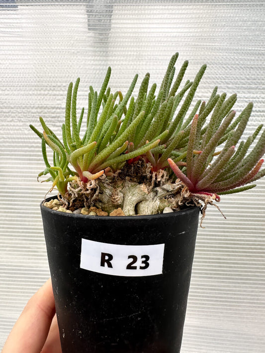 【現品限り】フィロボルス・レスルゲンス【R23】 Phyllobolus resurgens