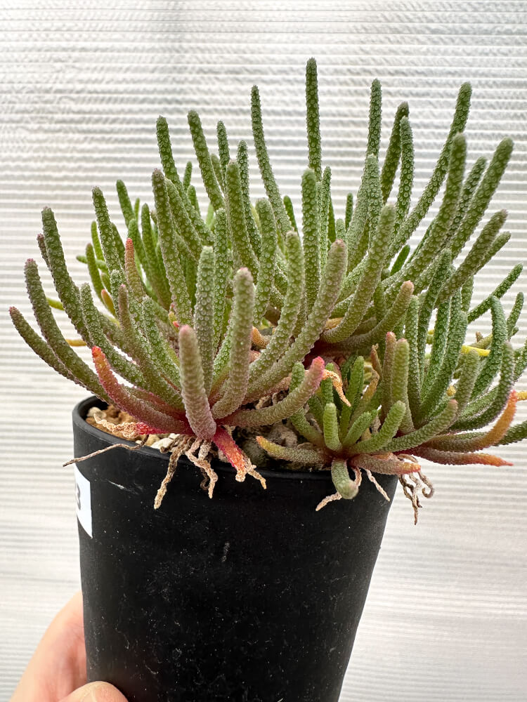 【現品限り】フィロボルス・レスルゲンス【R23】 Phyllobolus resurgens