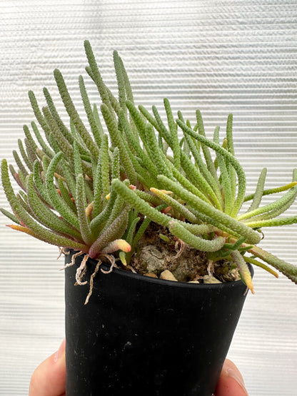 【現品限り】フィロボルス・レスルゲンス【R23】 Phyllobolus resurgens