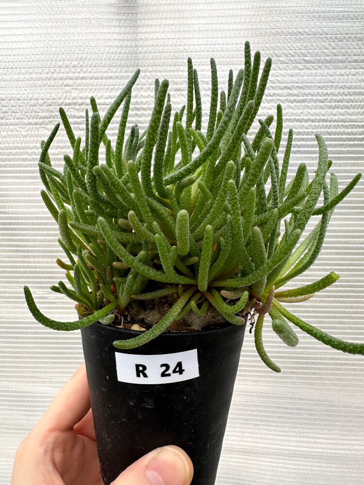【現品限り】フィロボルス・レスルゲンス【R24】 Phyllobolus resurgens