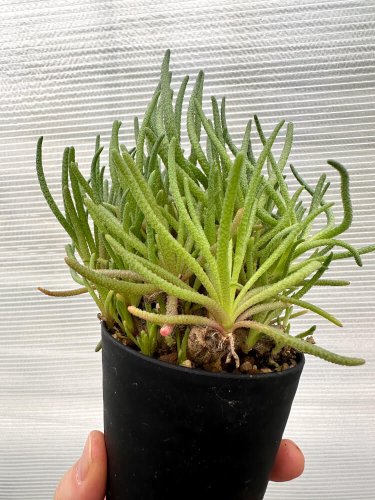 【現品限り】フィロボルス・レスルゲンス【R24】 Phyllobolus resurgens