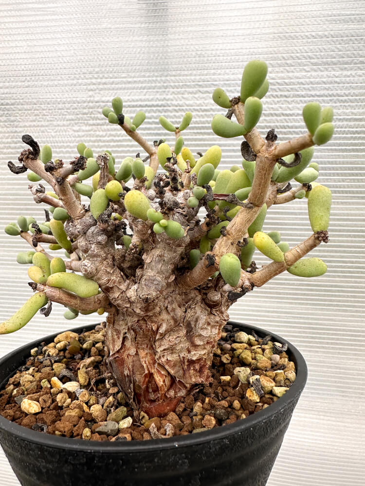 現品限り】ケラリア・ピグマエア 現地株【R25】 Ceraria pygmaea 塊根