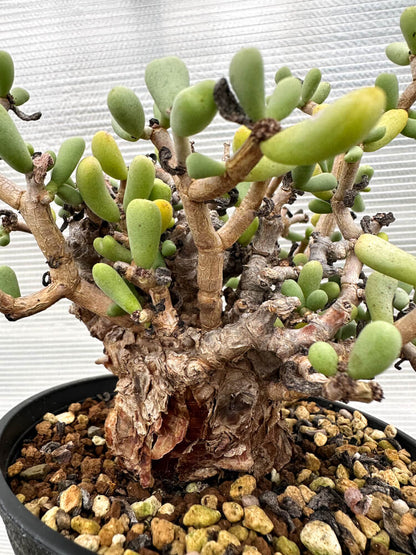 【現品限り】ケラリア・ピグマエア 現地株【R25】 Ceraria pygmaea