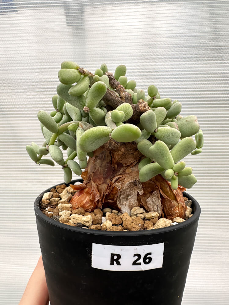 現品限り】ケラリア・ピグマエア 現地株【R26】 Ceraria pygmaea 塊根