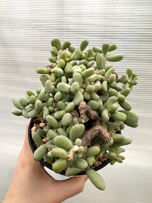 【現品限り】ケラリア・ピグマエア 現地株【R26】 Ceraria pygmaea