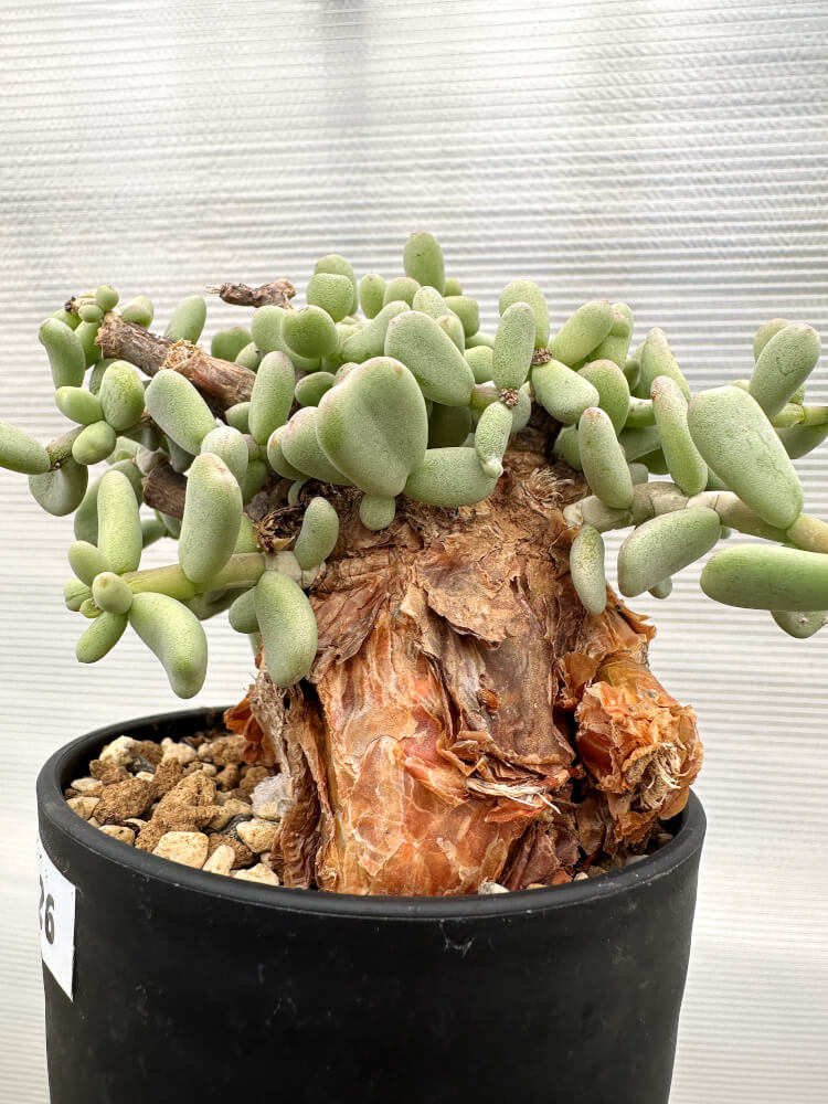 現品限り】ケラリア・ピグマエア 現地株【R26】 Ceraria pygmaea 塊根