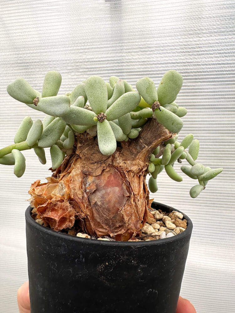 現品限り】ケラリア・ピグマエア 現地株【R26】 Ceraria pygmaea 塊根