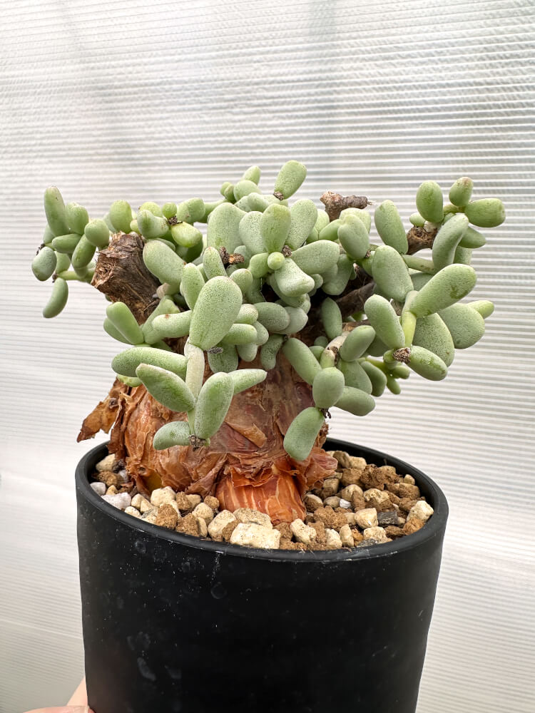 現品限り】ケラリア・ピグマエア 現地株【R26】 Ceraria pygmaea 塊根