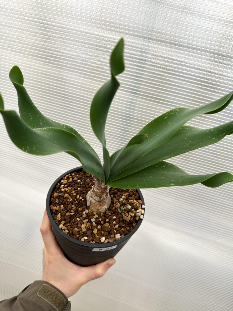 【現品限り】ブルンスヴィギア・グランディフローラ【R27】 Brunsvigia grandiflora