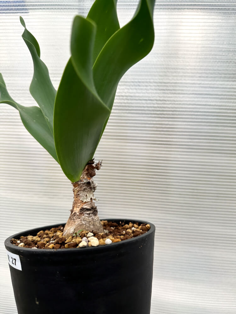 【現品限り】ブルンスヴィギア・グランディフローラ【R27】 Brunsvigia grandiflora