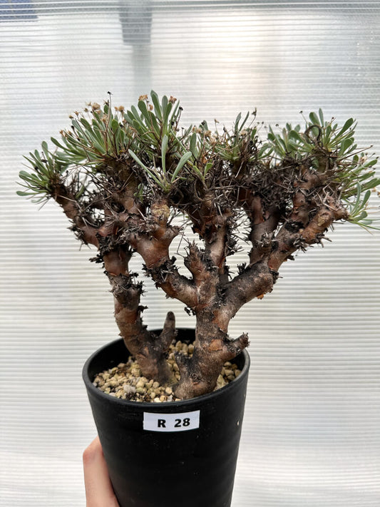 【現品限り】オトンナ・ユーフォルビオイデス 数年管理【R28】 Othonna euphorbioides
