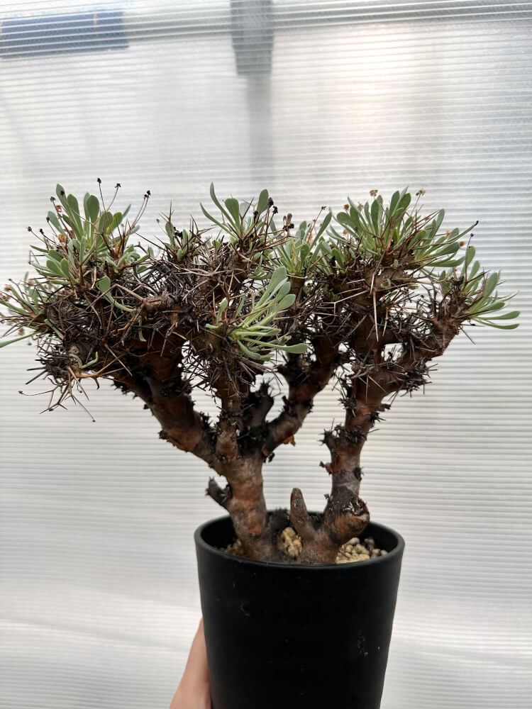 【現品限り】オトンナ・ユーフォルビオイデス 数年管理【R28】 Othonna euphorbioides