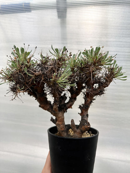 【現品限り】オトンナ・ユーフォルビオイデス 数年管理【R28】 Othonna euphorbioides