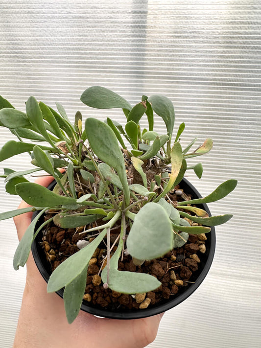 【現品限り】オトンナ・ユーフォルビオイデス 実生【R29】 Othonna euphorbioides