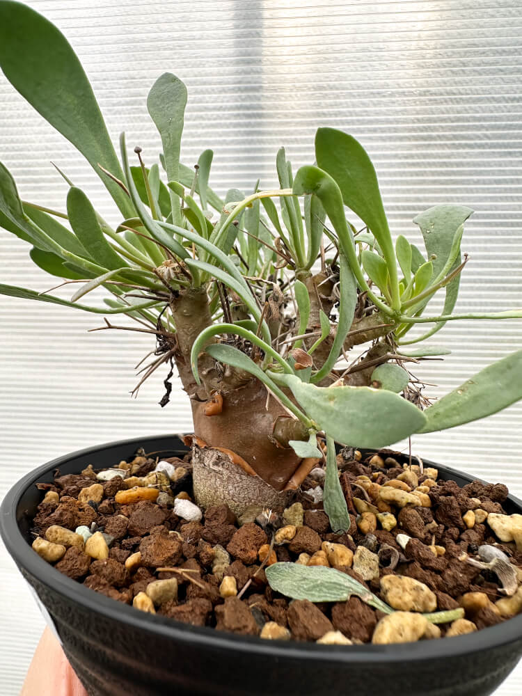 【現品限り】オトンナ・ユーフォルビオイデス 実生【R29】 Othonna euphorbioides