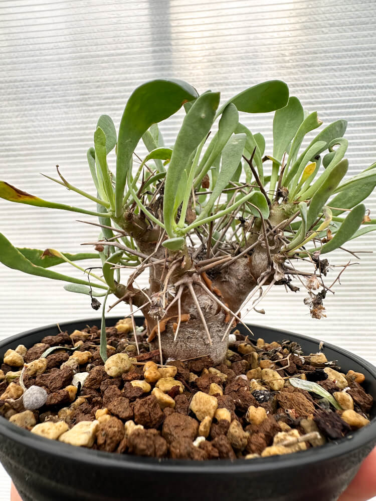 【現品限り】オトンナ・ユーフォルビオイデス 実生【R29】 Othonna euphorbioides
